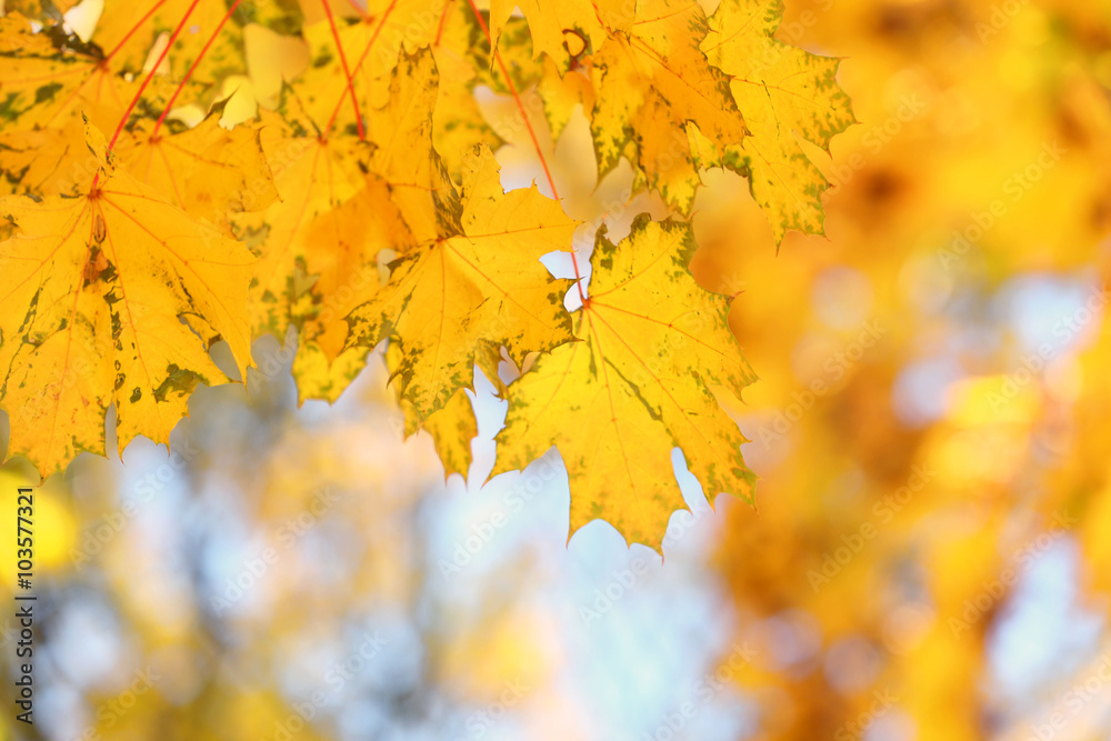 Golden autumn leaves, close up Golden autumn leaves, close up