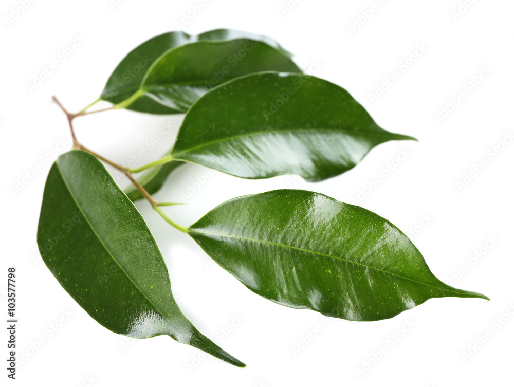 Fototapeta premium Rubber plant isolated on white