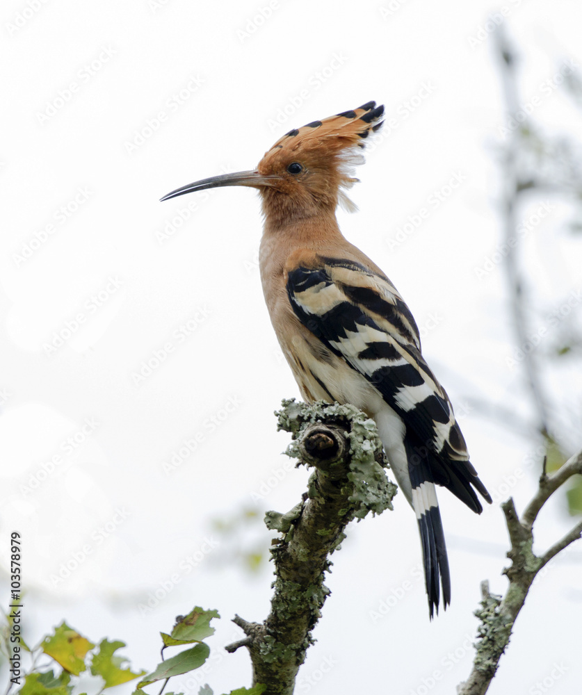 The hoopoe /ˈhuːpuː/ is a colourful bird found across Afro-Eurasia, notable for its distinctive The hoopoe /ˈhuːpuː/ is a colourful bird found across Afro-Eurasia, notable for its distinctive
