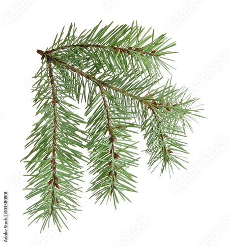 Fir branch  isolated on white
