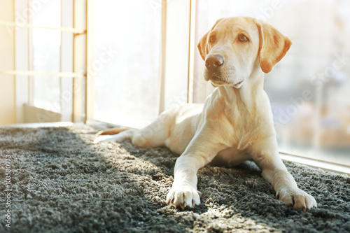 Fototapeta Naklejka Na Ścianę i Meble -  Cute Labrador dog on gray carpet, closeup