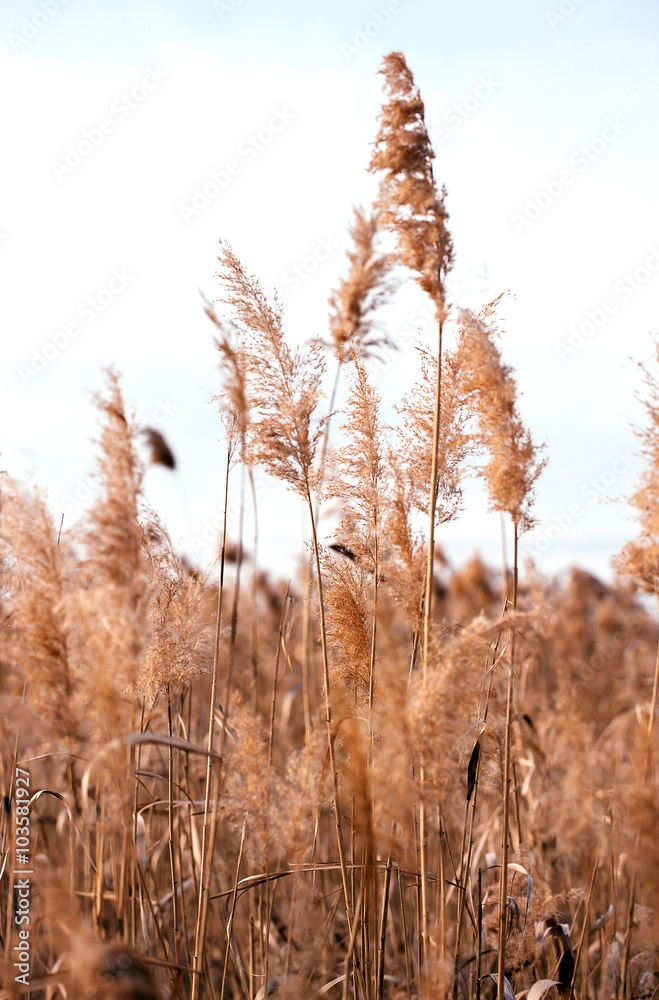Obraz premium Dry reed. Abstract natural background.