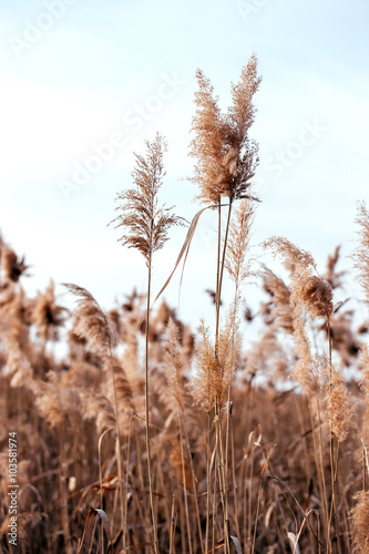 Dry reed. Abstract natural background.