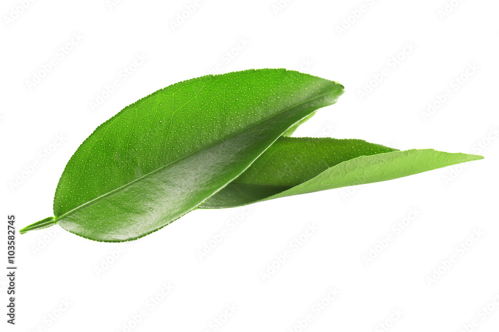Obraz premium Ficus leaves, isolated on white