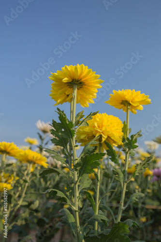 beatiful chrysanthemums flower with blue sky