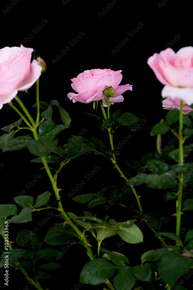 beautiful pink rose with water drop on black