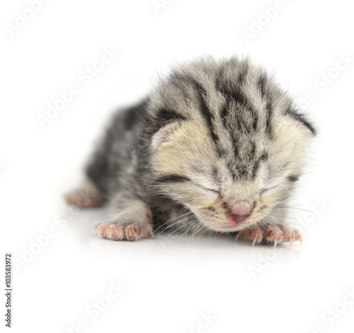Kitten isolated on white background © evegenesis