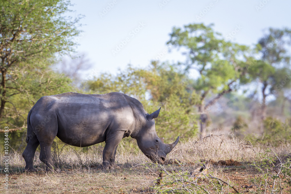 Obraz premium Southern white rhinoceros in Kruger National park, South Africa