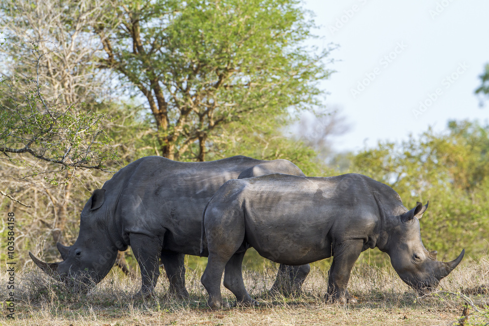 Fototapeta premium Southern white rhinoceros in Kruger National park, South Africa