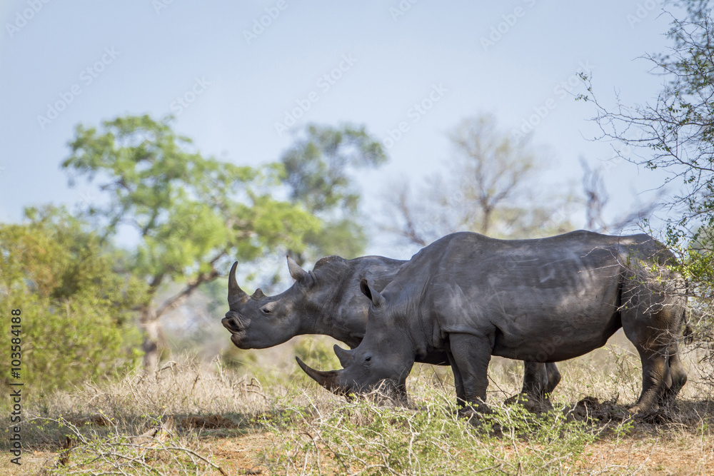 Fototapeta premium Southern white rhinoceros in Kruger National park, South Africa