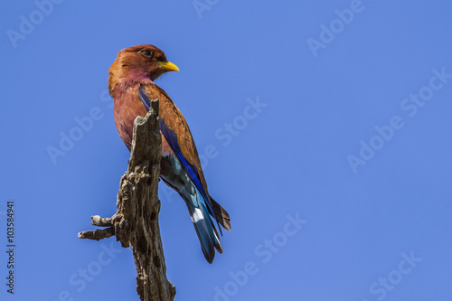 Broad-billed Roller in Kruger National park, South Africa photo