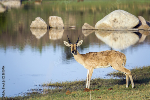 Bohor reedbuck in Kruger National park, South Africa