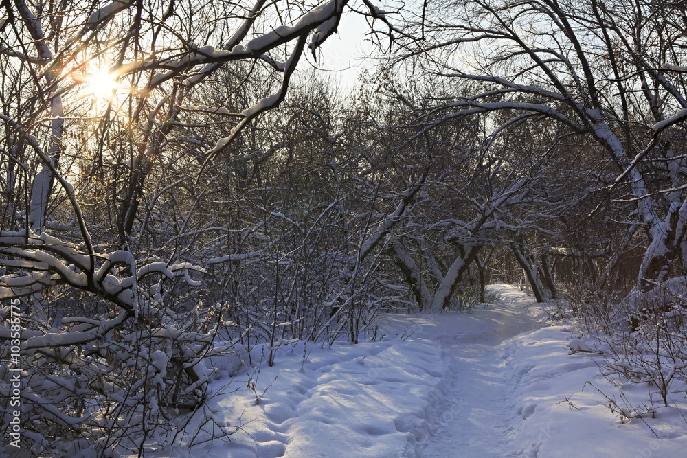 Path in snow drifts through the trees. Path in snow drifts through the trees.