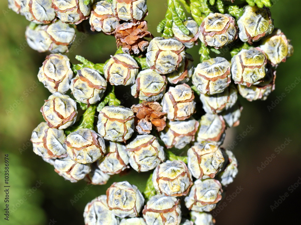 Closeup on the cones of a Lawson cypress Closeup on the cones of a Lawson cypress