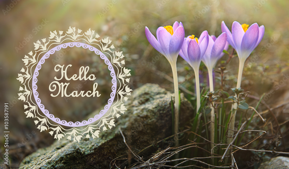 Hello March  let the Spring begin HelloMarch  Hello march Hello  september images Flower iphone wallpaper