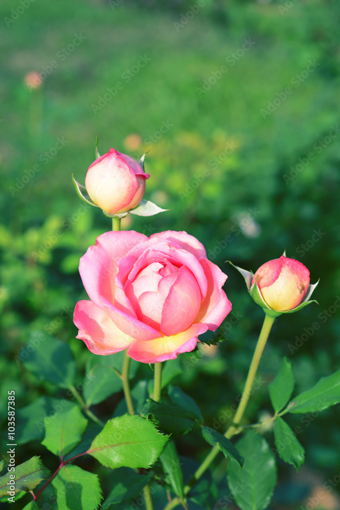Blossom pink roses