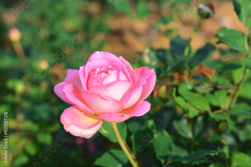 Blossom pink roses