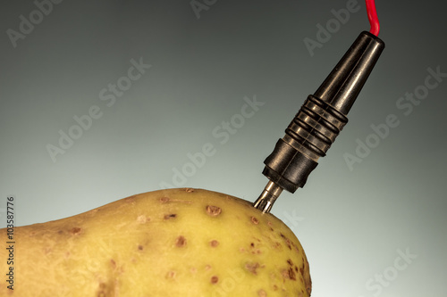 Cathode connected to a potato. Energy crops