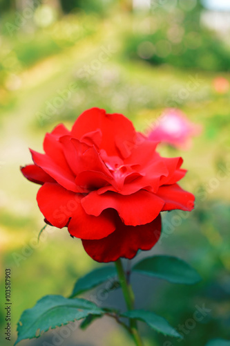 Blossom red roses