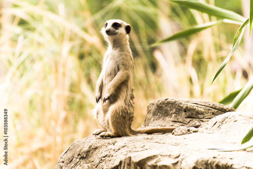 Fototapeta premium Alert Suricate or Meerkat