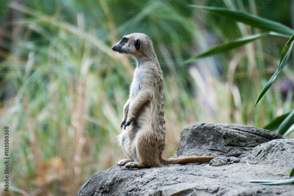 Fototapeta premium Alert Suricate or Meerkat