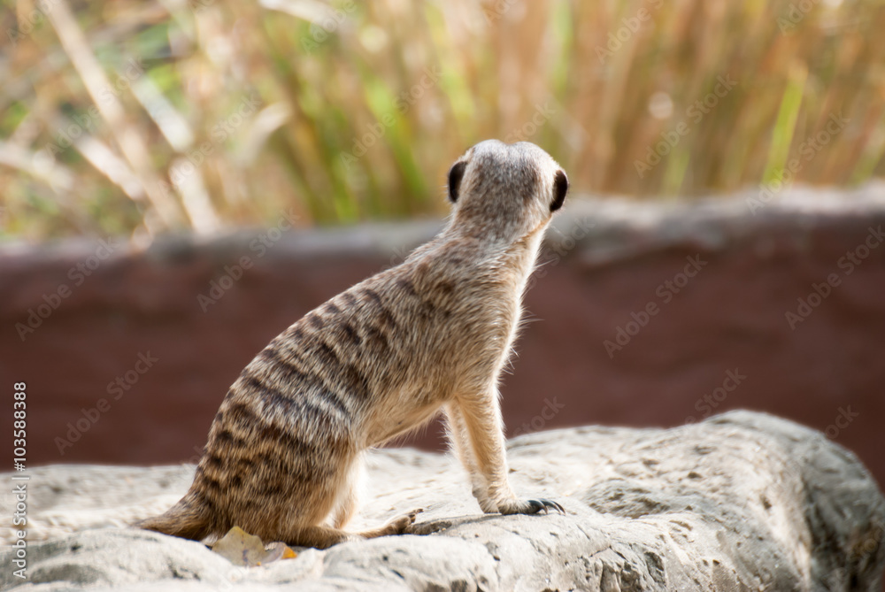 Fototapeta premium Alert Suricate or Meerkat