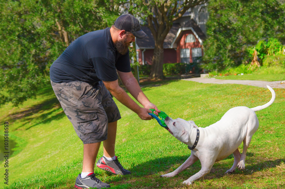 Man playing tug of war with a frisbee with his American bulldog pet dog