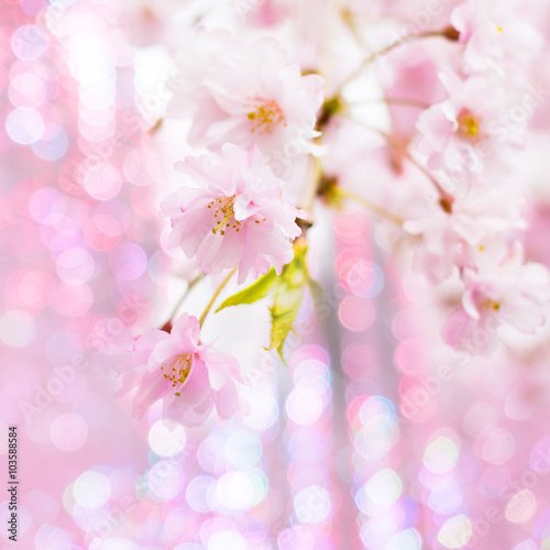Pink cherry blossoms with abstract lights background © aaa187