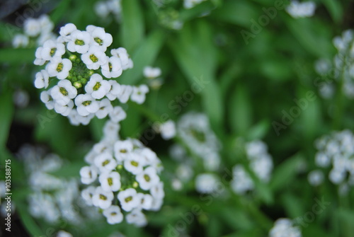 Blühender Duftsteinrich (Lobularia maritima) photo