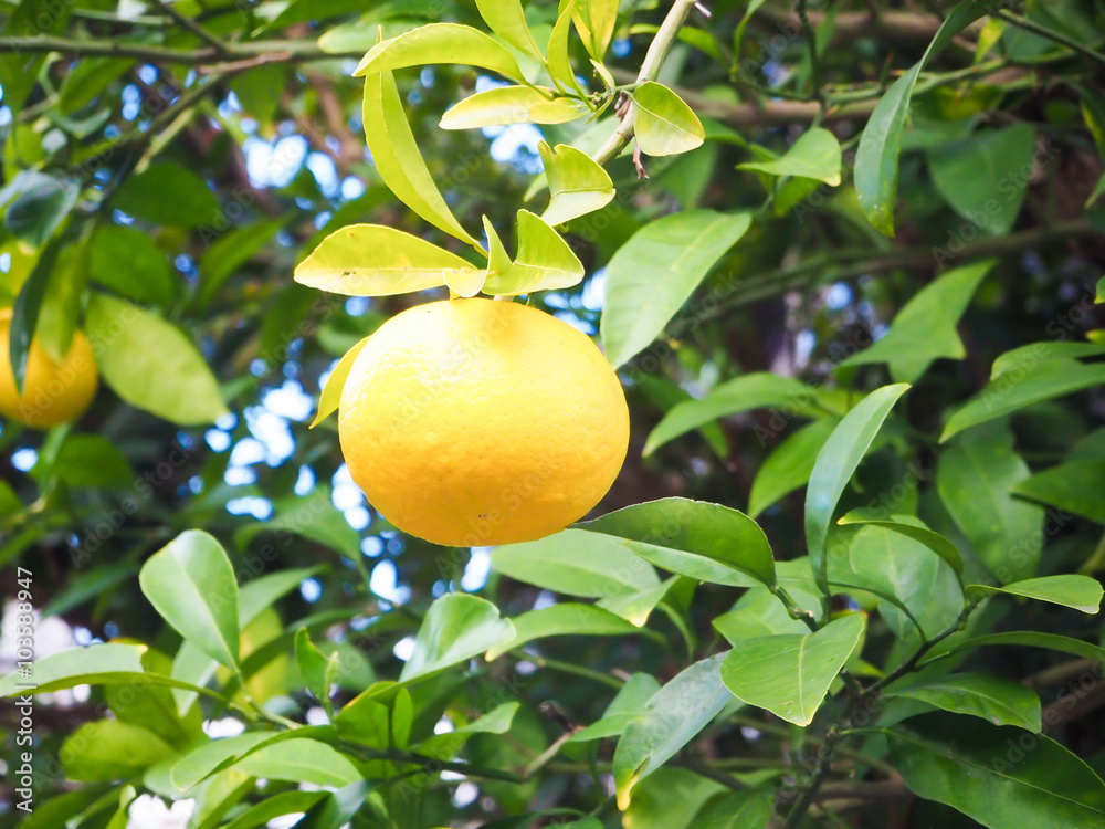 Fresh orange on tree