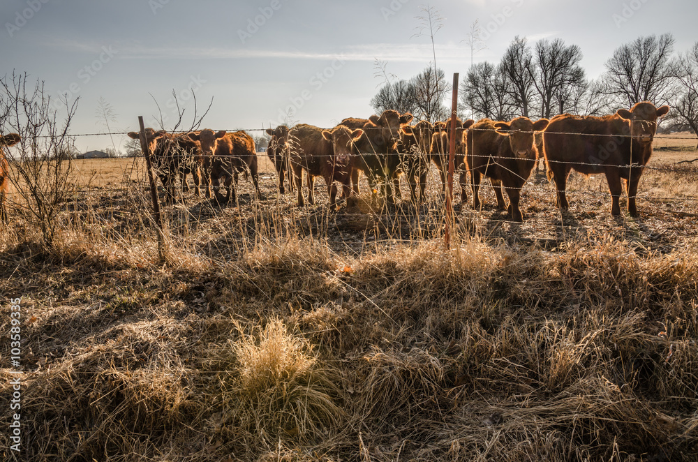 Curious Cows Checking out the photographer Curious Cows Checking out the photographer