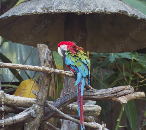 Colourful parrot bird sitting on the perch