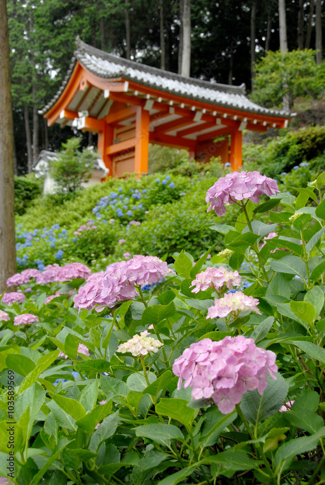 紫陽花寺