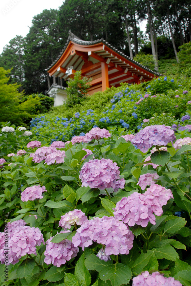 紫陽花寺 紫陽花寺