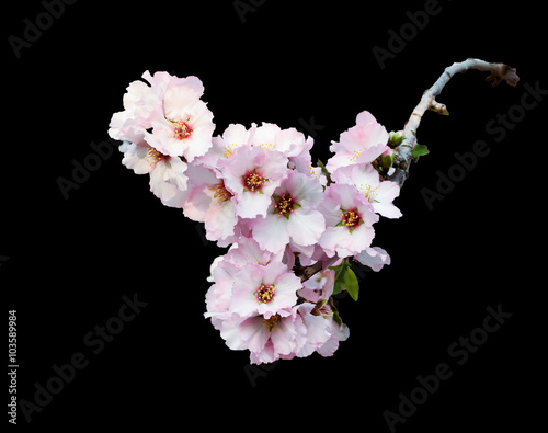 Pink almond blossom branch isolated on black. Spring beautiful pink almonds flowers branch on black background. Branch full of spring blossom.