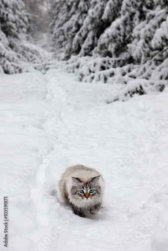 Siberian cat on walk in winter wood