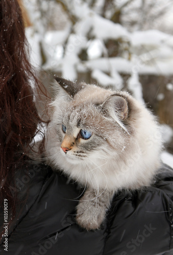 Bilde på lerret Siberian Neva Masquerade (colourpoint) a cat on walk in winter