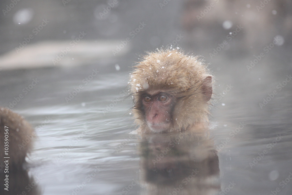 Naklejka premium 【 SNOW MONKEY 】地獄谷野猿公苑(JIGOKUDANI MONKEY PORK) 