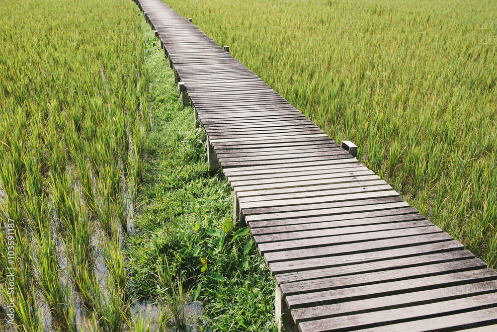 Wood bridge in rice filed