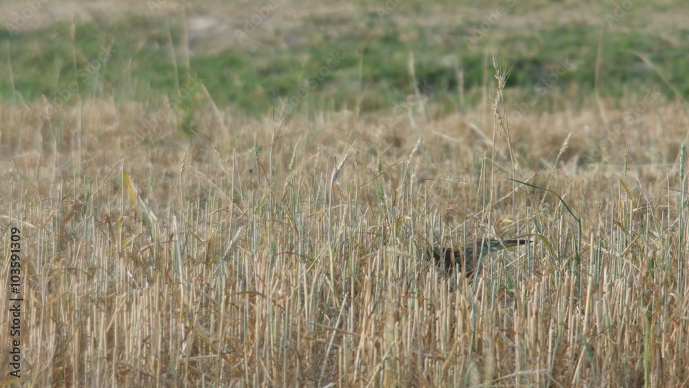 a pond heron is walking in the dry paddy field