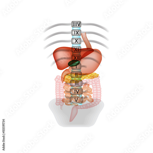 The bodies of the digestive tract. Location in the abdominal cavity. Spine. Vector illustration on isolated background