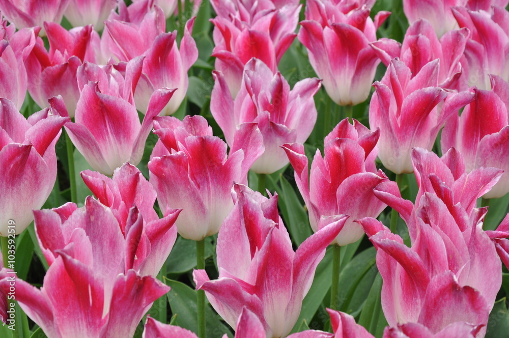 Fototapeta premium Tulipany