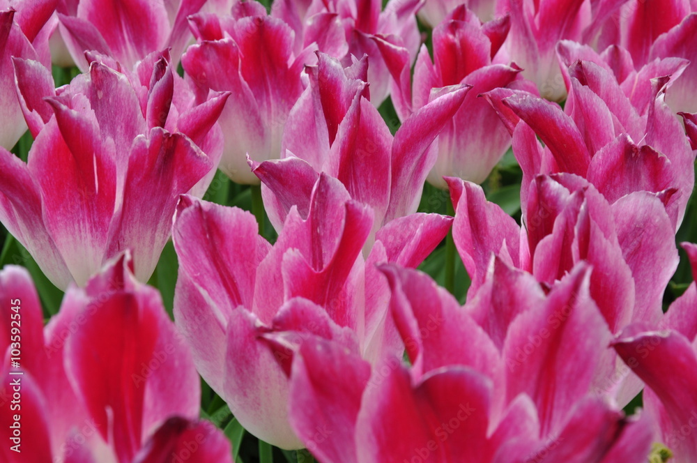 Tulipany Tulipany