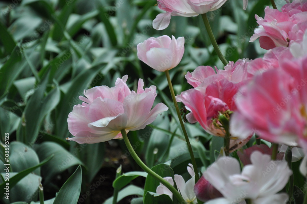 Fototapeta premium Tulipany
