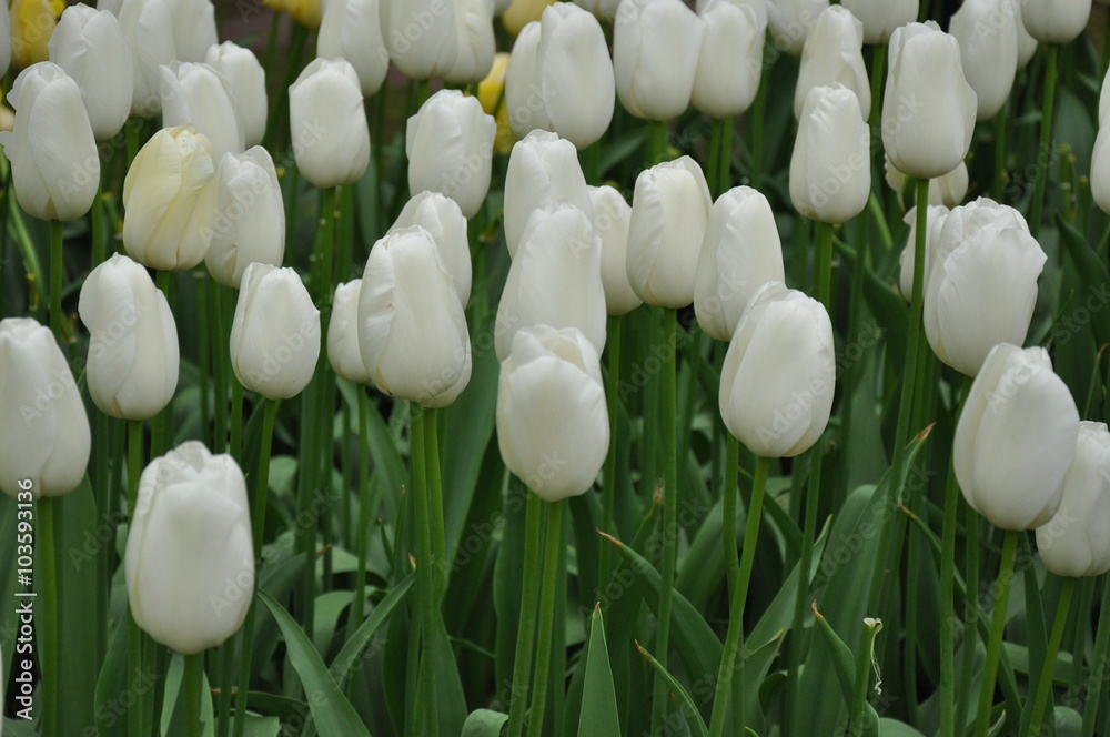 Fototapeta premium Tulipany