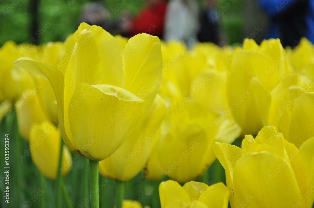 Obraz premium Tulipany