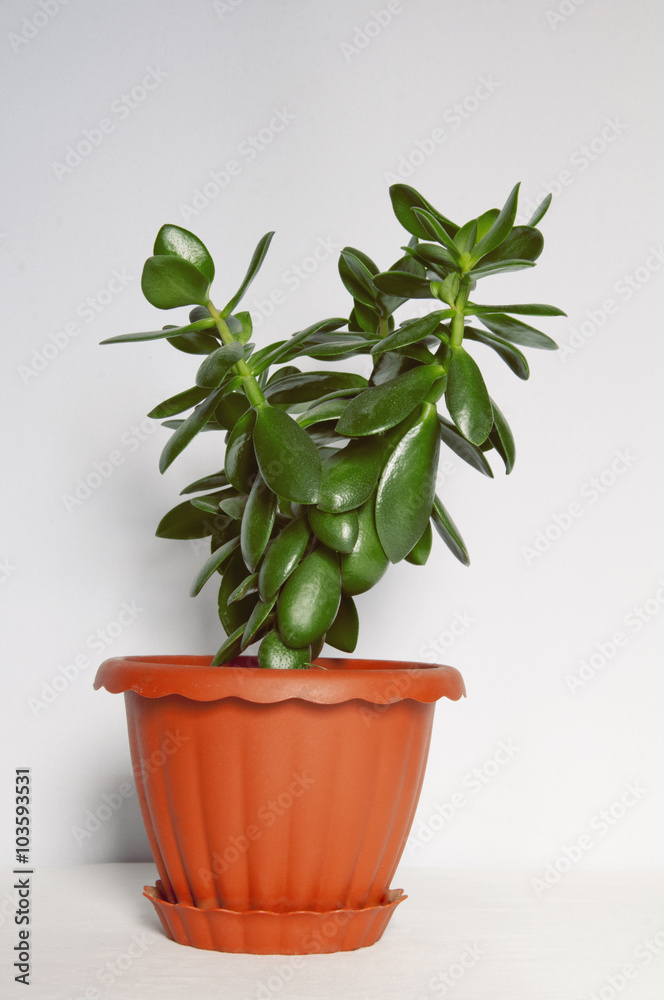 a plant in a pot,