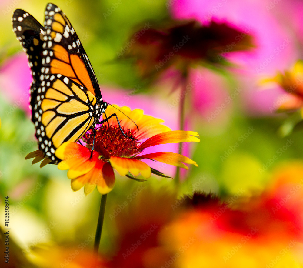 wonderful monarch buttefly