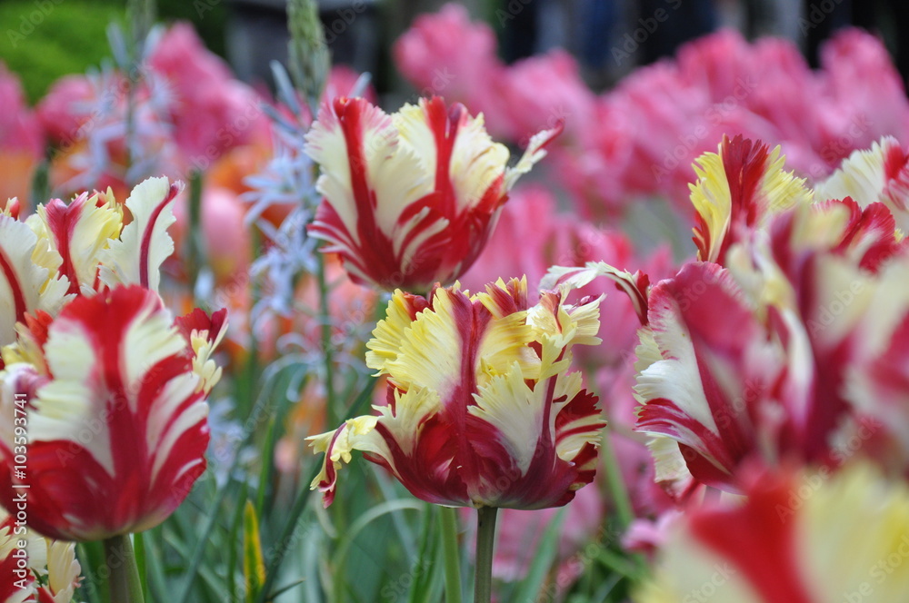 Fototapeta premium Tulipany