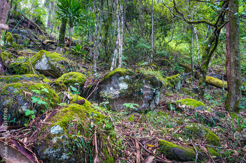 Nature, rainforest in Lamington National Park, Queensland, Austr © Olga K